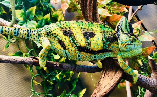 Male Veiled Chameleon