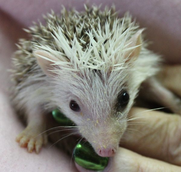 Oddity White Face Odd Eyed  Female Hedgehog