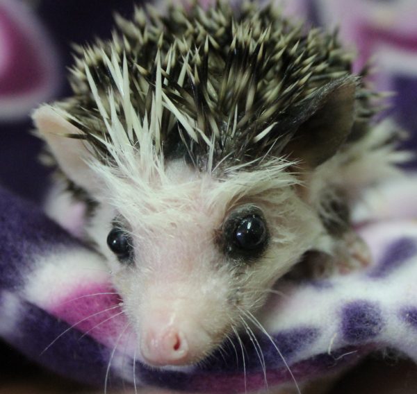 Nimala White Face Black Eye RIng Female Hedgehog